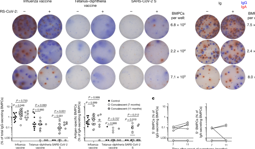 SARS-CoV-2 infection induces long-lived bone marrow plasma cells in humans