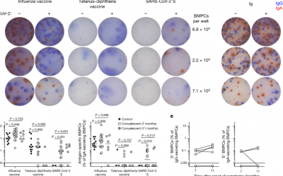 SARS-CoV-2 infection induces long-lived bone marrow plasma cells in humans