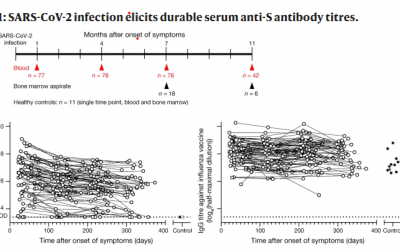 SARS-CoV-2 infection induces long-lived bone marrow plasma cells in humans