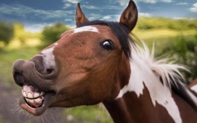 Never Say Neigh: FDA Lists ‘Horse Drug’ As Approved COVID Treatment