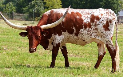 After 20 Years, Australia Reverses American Beef Ban