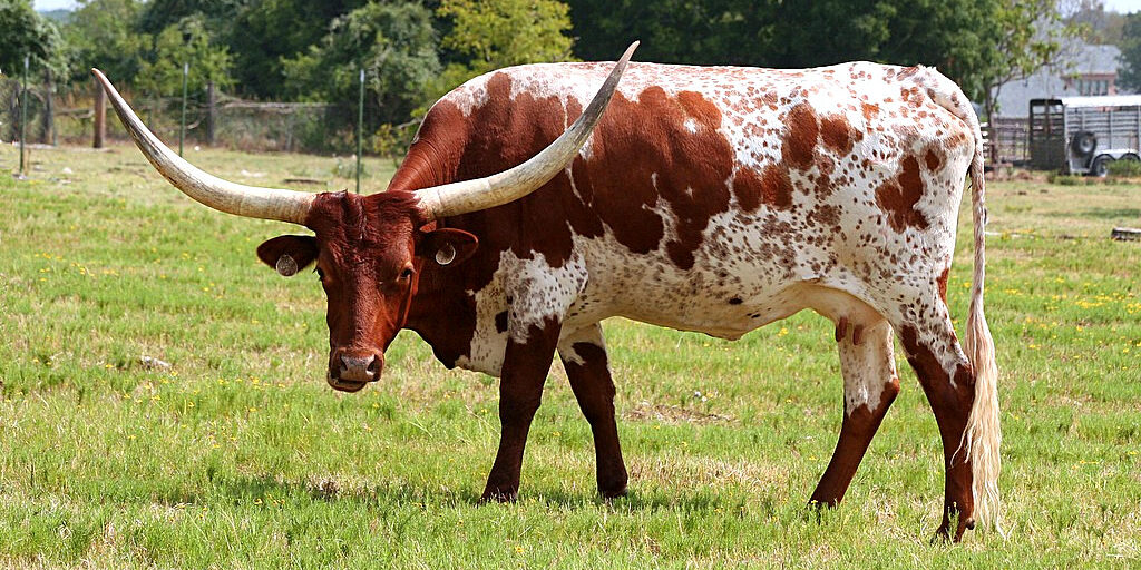 After 20 Years, Australia Reverses American Beef Ban
