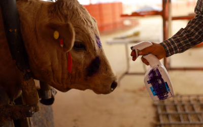 US again halts cattle imports from Mexico over flesh-eating screwworms