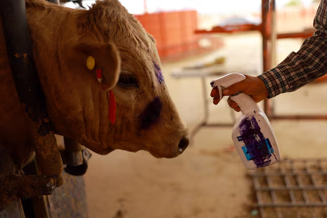 US again halts cattle imports from Mexico over flesh-eating screwworms
