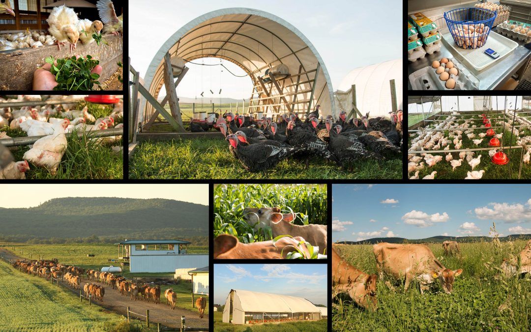 Behind America’s Growing ‘Food Freedom’ Movement