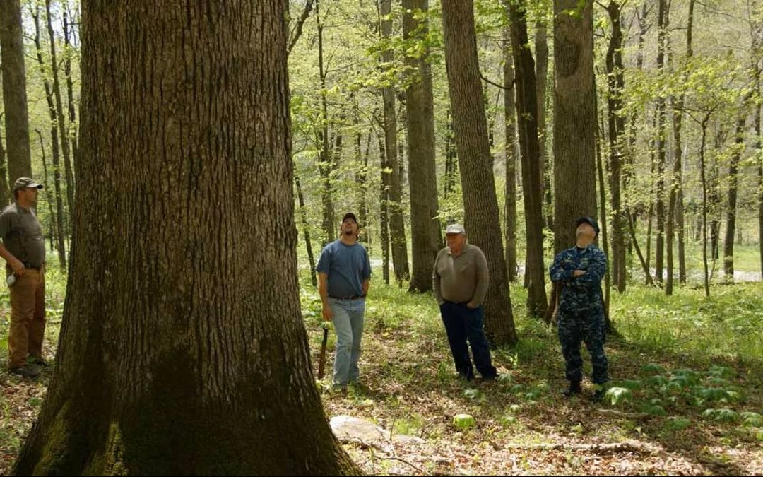 Why the US Navy Manages Its Own Private Forest
