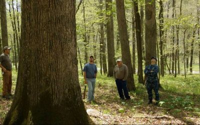 Why the US Navy Manages Its Own Private Forest